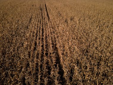 Bir tarladaki solmuş mısır bitkilerinin havadan görüntüsü uzun gölgeler oluşturur..