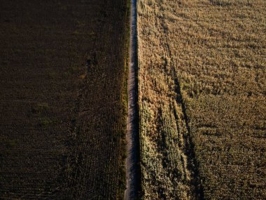 Yukarıdan görülen kurumuş bitkilerle hava manzaralı ayçiçeği tarlası.