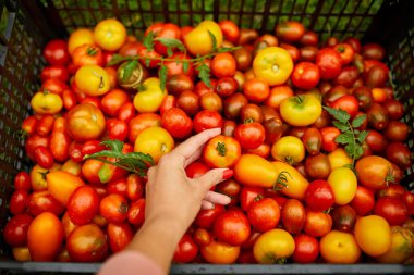 Bir el renkli domates çeşitlerinden olgun bir domates topluyor..