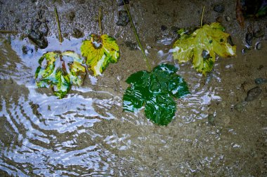 Çeşitli yapraklar ıslak zeminde sürükleniyor, sakin bir doğal ortamda yağan yağmurun yarattığı yumuşak dalgaları yansıtıyor..