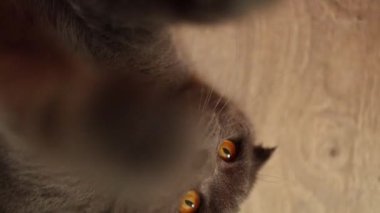 Bir İskoç Katlayan kedisi ilginç bir şekilde dokunmatik kameraya uzanır ve oyuncu doğasını gösterir. Bu hoş etkileşim, öğleden sonra saatlerinde kapalı bir ortamda gerçekleşir..