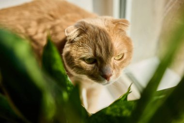 Kızıl bir İskoç kedisi güneşli bir pencerenin kenarında güneşlenir, güneşlenir ve yeşil bir saksının yanında oturur. Sıcaklık evde barışçıl bir ortam yaratıyor..