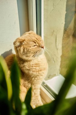 Kızıl bir İskoç kedisi güneşli bir pencerenin kenarında güneşlenir, güneşlenir ve yeşil bir saksının yanında oturur. Sıcaklık evde barışçıl bir ortam yaratıyor..
