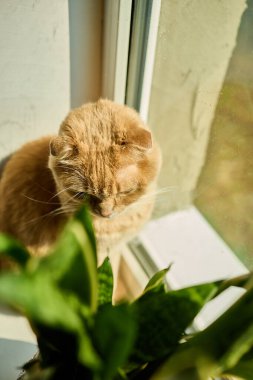 Kızıl bir İskoç kedisi güneşli bir pencerenin kenarında güneşlenir, güneşlenir ve yeşil bir saksının yanında oturur. Sıcaklık evde barışçıl bir ortam yaratıyor..