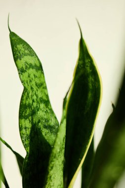 Yılan bitkisinin yemyeşil yaprakları parlak bir iç mekanda gelişir, güneş ışığını yakalar ve eşsiz desenleri ve dokularıyla odanın atmosferini güçlendirir..