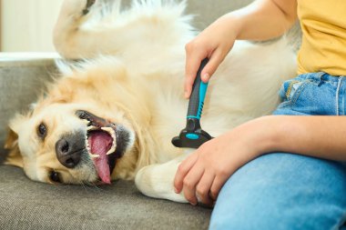 Neşeli bir genç kız, yumuşak bir kanepede dinlenirken Golden Retriever 'ını sevgiyle fırçalar. Güneş ışığı, neşeli oturma odası ortamını aydınlatır. Bağ kurmak için sıcak bir atmosfer yaratır..