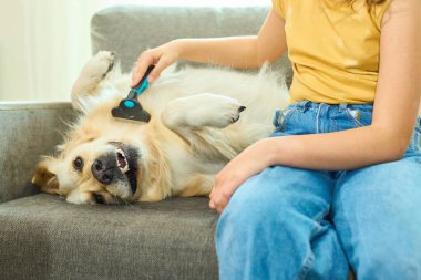 Neşeli bir genç kız, yumuşak bir kanepede dinlenirken Golden Retriever 'ını sevgiyle fırçalar. Güneş ışığı, neşeli oturma odası ortamını aydınlatır. Bağ kurmak için sıcak bir atmosfer yaratır..
