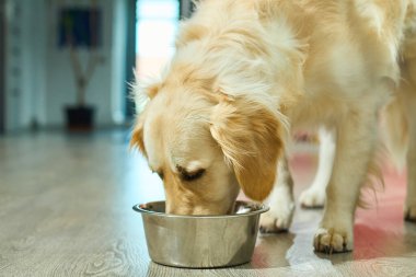 Golden Retriever, modern bir evin zeminine yerleştirilmiş metal bir kaseden seve seve yemek yer. Evcil hayvan memnun görünüyor ve açık hava ortamında yemeğine odaklanıyor..