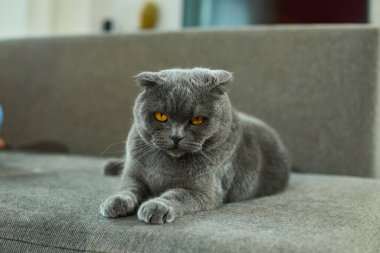 Bir İskoç kedisi gri bir kanepede rahat bir şekilde uzanıyor, güneş ışığı sıcak oturma odasına süzülürken tembelce uzanıyor, sıcak ve davetkar bir ortam yaratıyor..