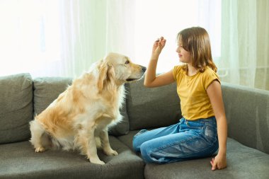 Gri bir kanepede oturan genç bir kız dost canlısı Golden Retriever köpeğiyle takılıyor. Evcil hayvanı tepki vermesi için cesaretlendiriyor. Yumuşak ışık odayı doldurur, sıcak bir atmosfer yaratır..
