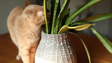 Kızıl bir İskoç kedisi, sıcak, davetkar bir ev ortamında ahşap bir masada dururken uzun bir kapalı mekan bitkisinin yapraklarını koklar..