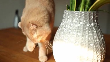 Bu sevimli kızıl İskoç kedisi kapalı alanda güneşli bir mekanı keşfederken mutlu bir şekilde kendini yalıyor. Yumuşak ışık, güzel bir bitkinin yanındaki neşeli doğasını vurgular..