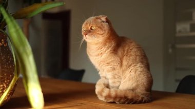 Kızıl bir İskoç kedisi, rahat bir ev ortamında yeşil bir yaprağın sallanışını dikkatle izler. Yumuşak atmosfer onun meraklı doğasına eklenir, büyüleyici bir an yaratır..