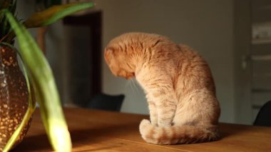 Bu sevimli kızıl İskoç kedisi kapalı alanda güneşli bir mekanı keşfederken mutlu bir şekilde kendini yalıyor. Yumuşak ışık, güzel bir bitkinin yanındaki neşeli doğasını vurgular..