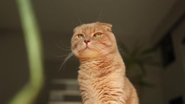 Kızıl bir İskoç kedisi, rahat bir ev ortamında yeşil bir yaprağın sallanışını dikkatle izler. Yumuşak atmosfer onun meraklı doğasına eklenir, büyüleyici bir an yaratır..