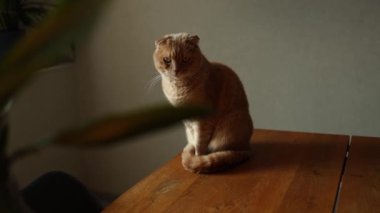 Kızıl bir İskoç kedisi, rahat bir ev ortamında yeşil bir yaprağın sallanışını dikkatle izler. Yumuşak atmosfer onun meraklı doğasına eklenir, büyüleyici bir an yaratır..