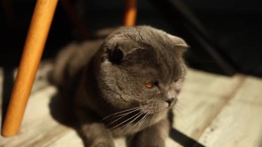 Bir İskoç Katlayan kedisi, ahşap bir masanın altında akan sıcak güneş ışığını emerek yerde huzur içinde yatar. Kedi sükunetin tadını çıkarırken ortam çok rahat bir ortam yaratıyor..