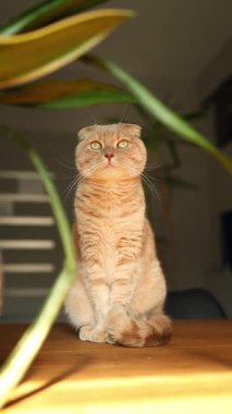 Kızıl bir İskoç kedisi, rahat bir ev ortamında yeşil bir yaprağın sallanışını dikkatle izler. Yumuşak atmosfer onun meraklı doğasına eklenir, büyüleyici bir an yaratır..