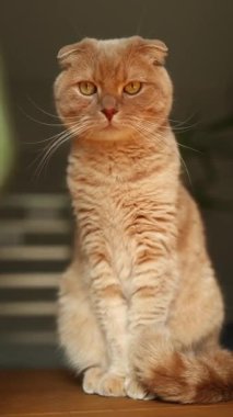 Kızıl bir İskoç kedisi, rahat bir ev ortamında yeşil bir yaprağın sallanışını dikkatle izler. Yumuşak atmosfer onun meraklı doğasına eklenir, büyüleyici bir an yaratır..