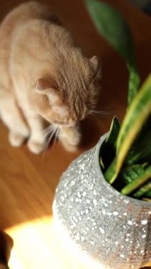 Bu sevimli kızıl İskoç kedisi kapalı alanda güneşli bir mekanı keşfederken mutlu bir şekilde kendini yalıyor. Yumuşak ışık, güzel bir bitkinin yanındaki neşeli doğasını vurgular..