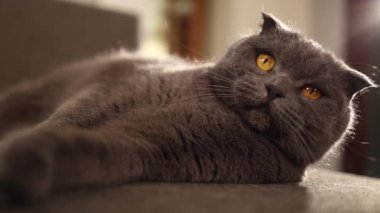 Bir İskoç kedisi gri bir kanepede rahat bir şekilde uzanıyor, güneş ışığı sıcak oturma odasına süzülürken tembelce uzanıyor, sıcak ve davetkar bir ortam yaratıyor..