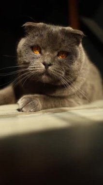 Bir İskoç Katlayan kedisi, ahşap bir masanın altında akan sıcak güneş ışığını emerek yerde huzur içinde yatar. Kedi sükunetin tadını çıkarırken ortam çok rahat bir ortam yaratıyor..