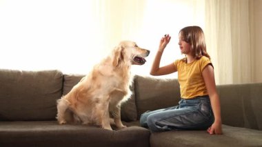 Gri bir kanepede oturan genç bir kız dost canlısı Golden Retriever köpeğiyle takılıyor. Evcil hayvanı tepki vermesi için cesaretlendiriyor. Yumuşak ışık odayı doldurur, sıcak bir atmosfer yaratır..