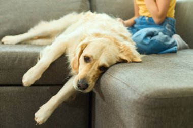 Golden retriever rahat bir şekilde kanepede yatar, kafası kenardan sarkarken, genç bir kız yanında oturur, sıcak, davetkar bir atmosferde evinde dinlenir..