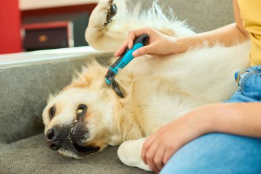 Yumuşak bir kanepede otururken sahibi tarafından yetiştirilen Golden Retriever 'ın yakın çekimi. Köpek mutlu ve rahat görünüyor, aralarındaki sevgi bağını gösteriyor..