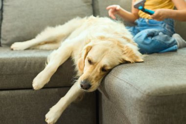 Kahverengi saçlı genç bir kız güzel ışıklandırılmış oturma odasındaki rahat gri bir kanepede altın av köpeğini nazikçe fırçalıyor ve sıcak bir öğleden sonranın tadını çıkarıyor..