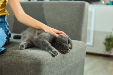 Genç bir kız İskoç kedisini sıcak, davetkar bir oturma odasında yumuşak bir kanepede sevgiyle besliyor. Öğleden sonra güneşi onların neşeli etkileşimlerini nazikçe aydınlatıyor, sakin bir atmosfer yaratıyor..