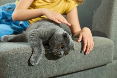 Genç bir kız İskoç kedisini sıcak, davetkar bir oturma odasında yumuşak bir kanepede sevgiyle besliyor. Öğleden sonra güneşi onların neşeli etkileşimlerini nazikçe aydınlatıyor, sakin bir atmosfer yaratıyor..