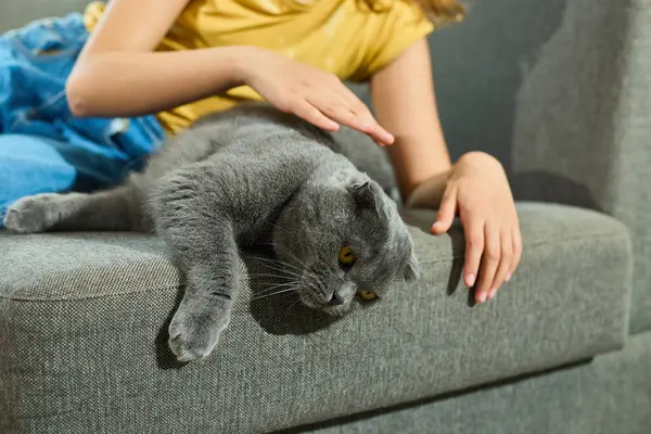 Genç bir kız İskoç kedisini sıcak, davetkar bir oturma odasında yumuşak bir kanepede sevgiyle besliyor. Öğleden sonra güneşi onların neşeli etkileşimlerini nazikçe aydınlatıyor, sakin bir atmosfer yaratıyor..