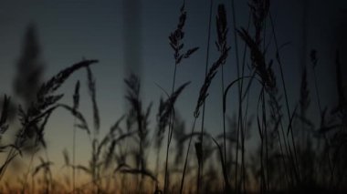 Çimen bıçakları alacakaranlıkta karanlık siluetler oluşturur güneş doğar doğmaz, kırsal bölgede sıcak renkler bırakır. Doğanın güzelliği sessizlikte ortaya çıkar..