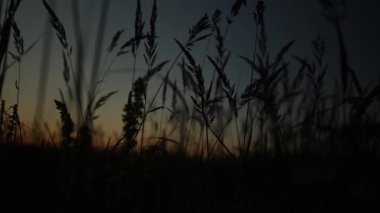 Çimen bıçakları alacakaranlıkta karanlık siluetler oluşturur güneş doğar doğmaz, kırsal bölgede sıcak renkler bırakır. Doğanın güzelliği sessizlikte ortaya çıkar..