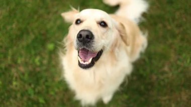 Golden Retriever, sıcak güneşin altında canlı yeşil bir bahçede zevkle oturur ve havlar. Köpekler neşeli tavırları ve kuyruklarını sallamaları bu sakin açık hava ortamında neşeli bir enerji açığa vuruyor..
