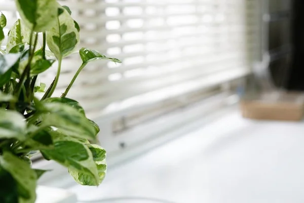 窓の近くに点在する植物 — ストック写真
