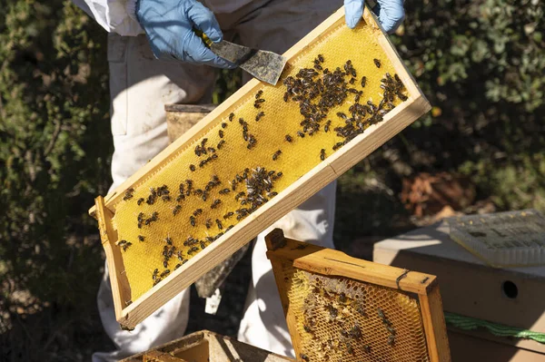 stock image A beekeeper holding a beehive full of bees