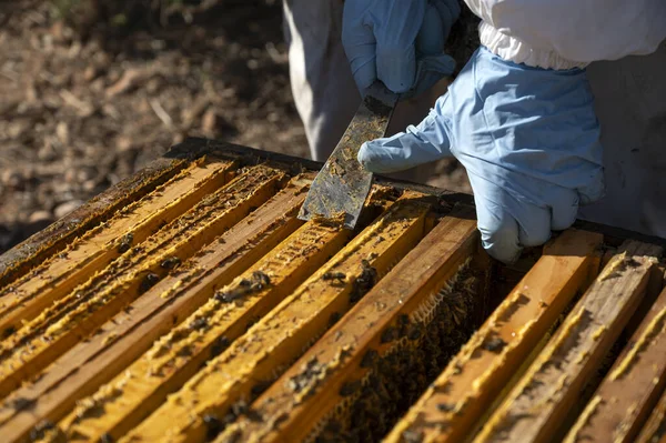Close-up of a beekeeper\'s hands extracting propolis