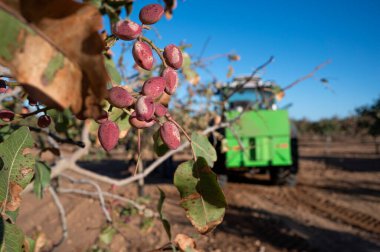 Hasat zamanı ağaçta fıstıklı bir demet yakın görüntü.