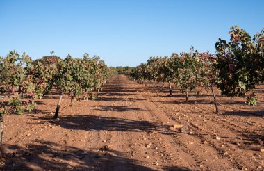 Şam fıstığı bahçesi Sonbaharda hasat için hazır