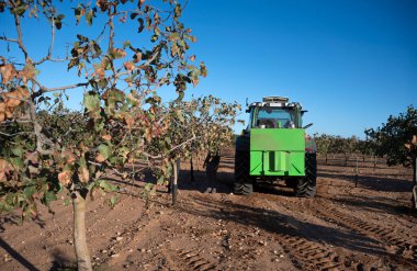  Fıstık hasadında bir traktör.