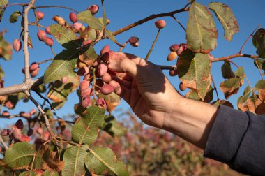  Hasat zamanı fıstık toplayan bir çiftçinin elleri..