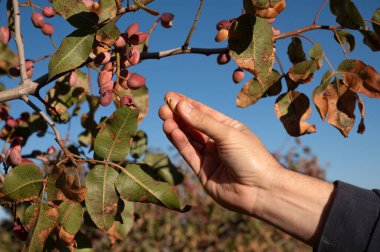 Hasat zamanı fıstık toplayan bir çiftçinin elleri..