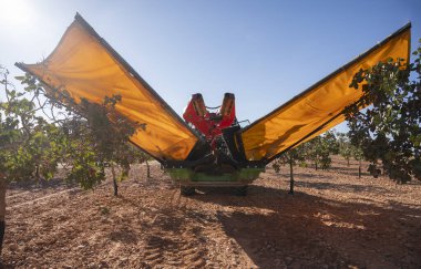 Fıstık biçme makinesi hasat sırasında meyve bahçesinde çalışıyor..