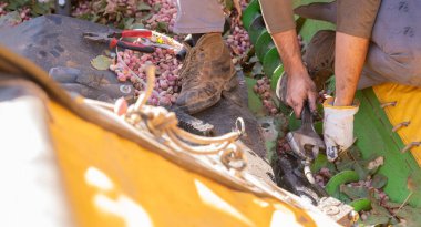 Bir şam fıstığı biçme makinesinde bakım yapan bir operatörün yakın çekimi.