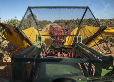 İş yerindeki şam fıstığı biçme makinesinin taksisinin üst görüntüsü..