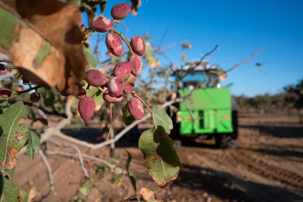 Hasat zamanı ağaçta fıstıklı bir demet yakın görüntü.
