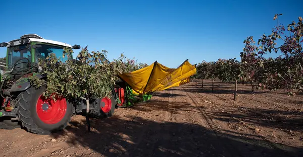  Hasat zamanı fıstık toplama makinesi.