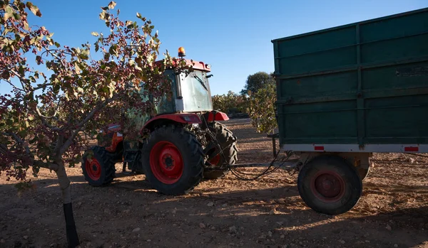 Traktör römorku hasat sırasında fıstık topluyor.